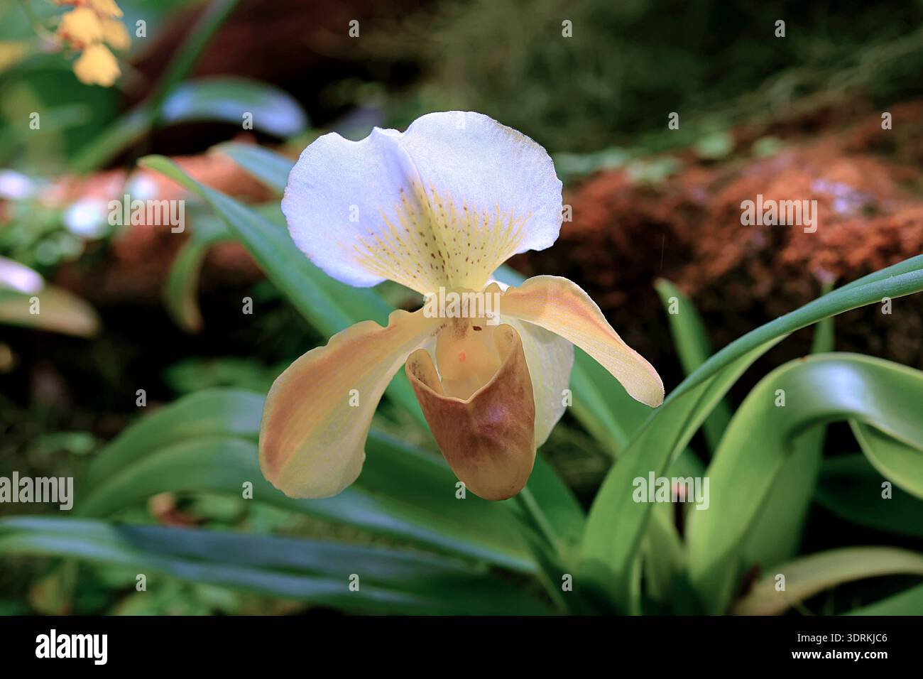 Gros plan d'une orchidée de pantoufle Paphiopedilum en fleurs, avec un sépale dorsal blanc et jaune et une pochette distinctive en forme de pantoufle de couleur beige. Banque D'Images