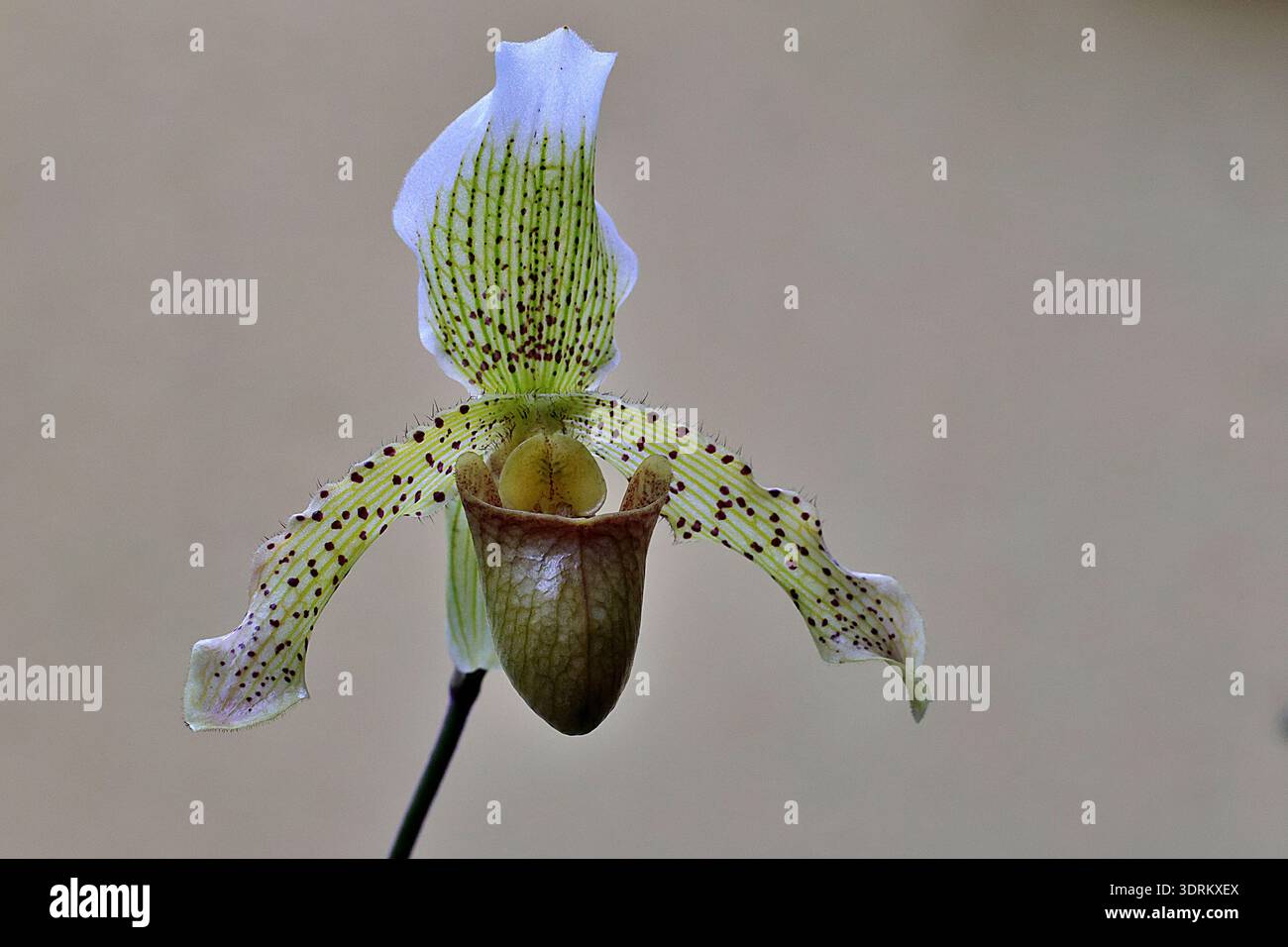 Gros plan d'une orchidée Paphiopedilum insigne, une orchidée de pantoufle asiatique, montrant son sépale à rayures vertes, ses pétales tachetés et sa poche en forme de pantoufle. Banque D'Images