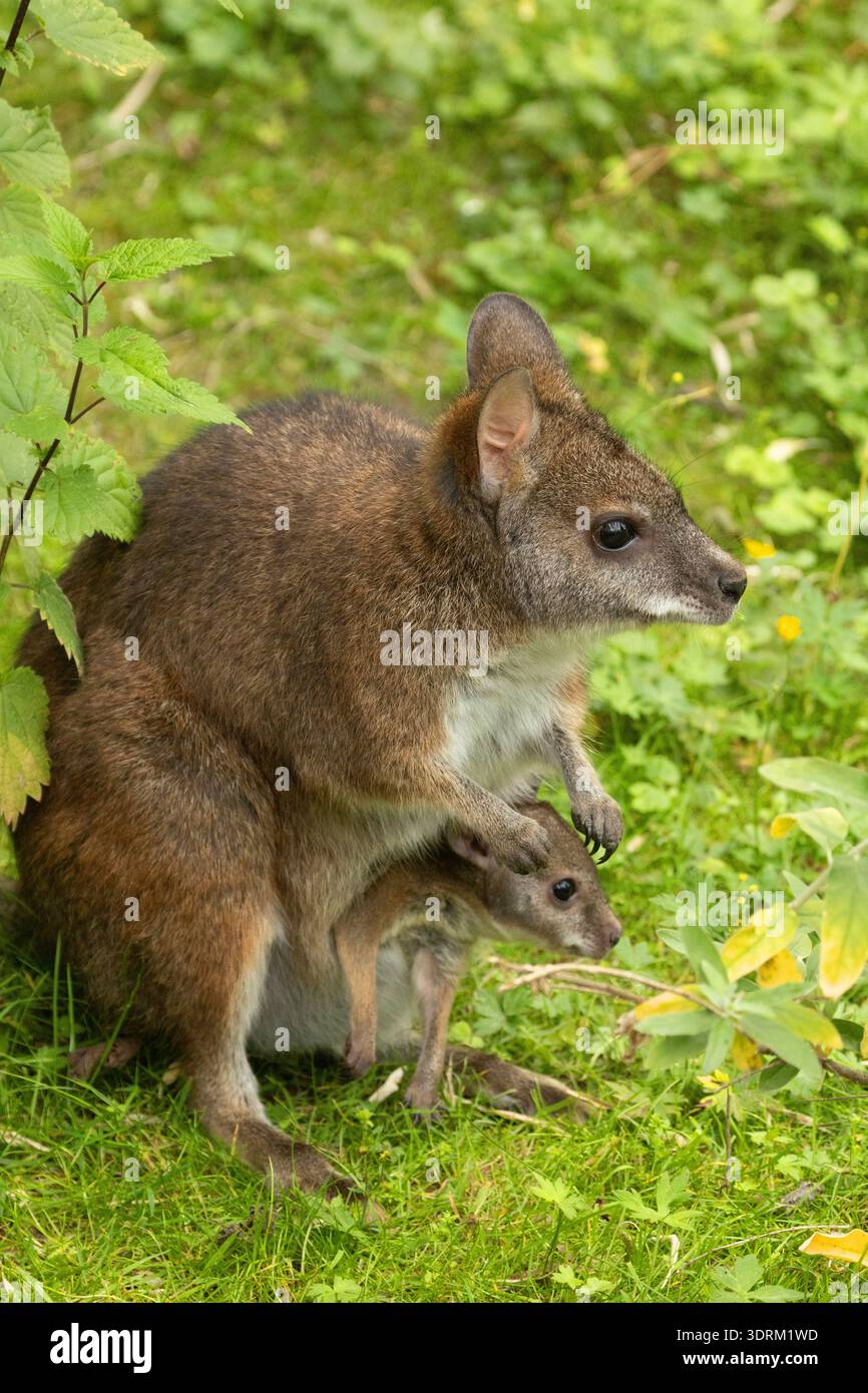 Wallaby de Bennett Macropus ou Notamacropus rufogriseus Banque D'Images