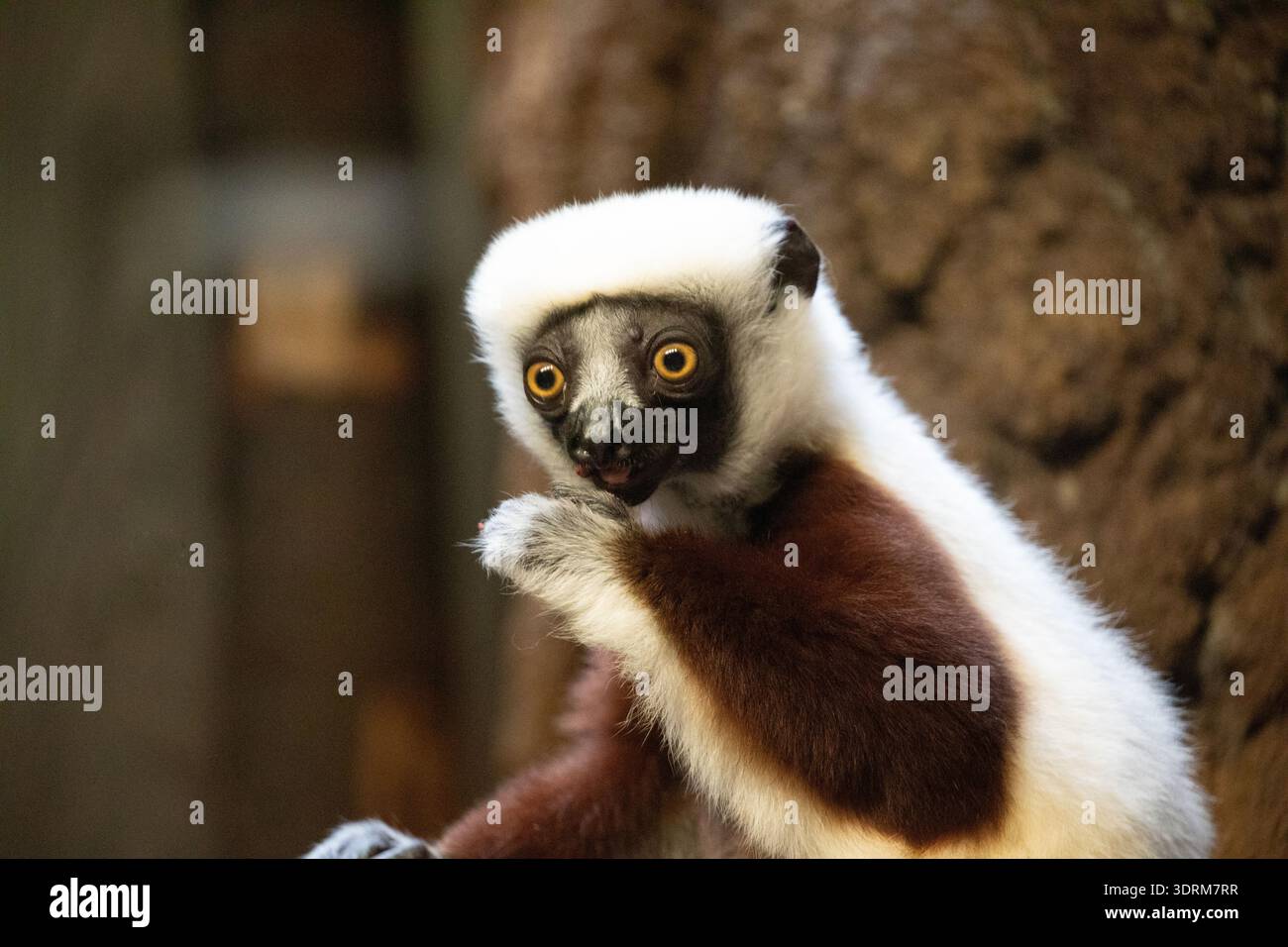 Le sifaka blanc de Verreaux regardant la caméra Banque D'Images