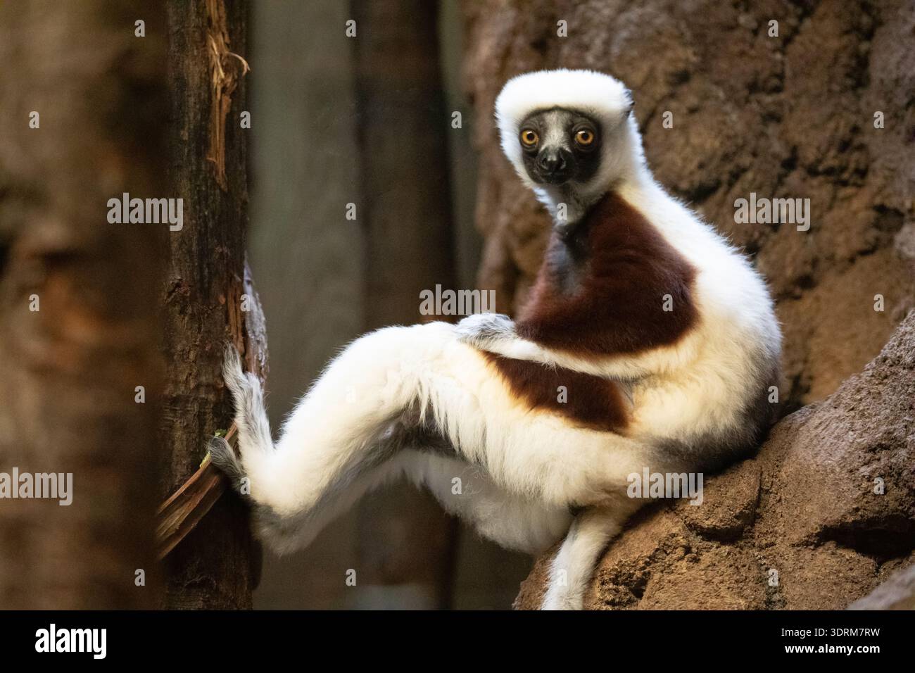 Le sifaka blanc de Verreaux regardant la caméra Banque D'Images