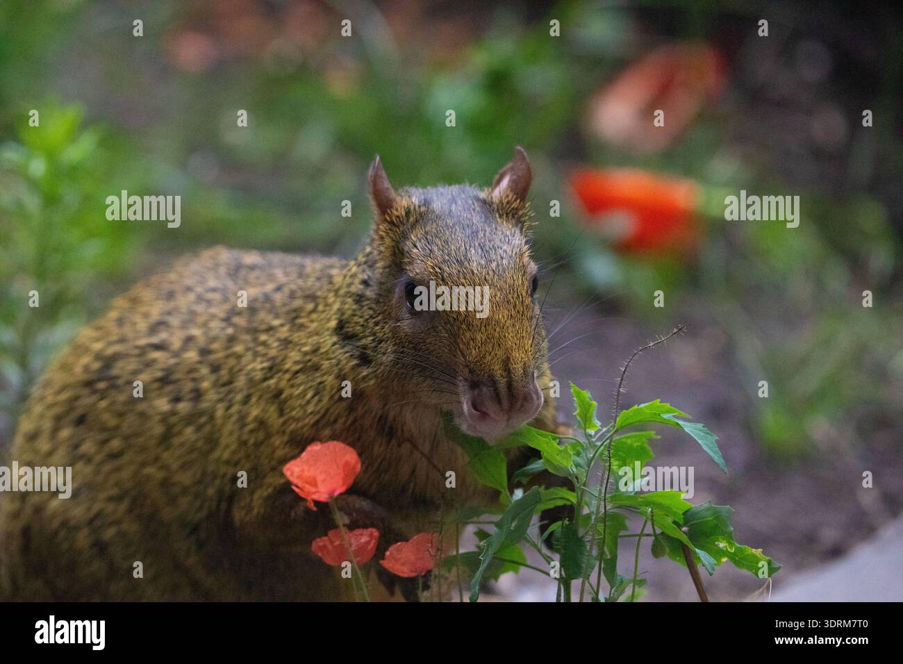 Agouti (Dasyprocta azarae) au zoo de Berlin. petit animal Banque D'Images