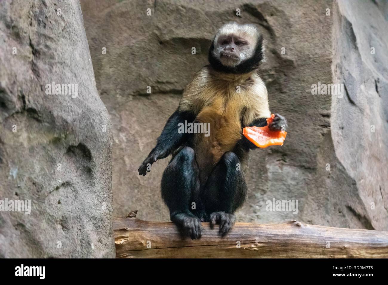 Singe capucin à face blanche en gros plan mangeant dans un zoo Banque D'Images
