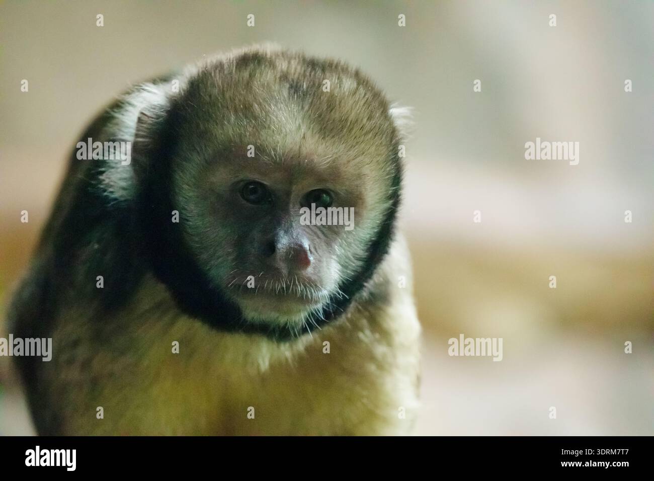 Singe capucin à face blanche en gros plan mangeant dans un zoo Banque D'Images