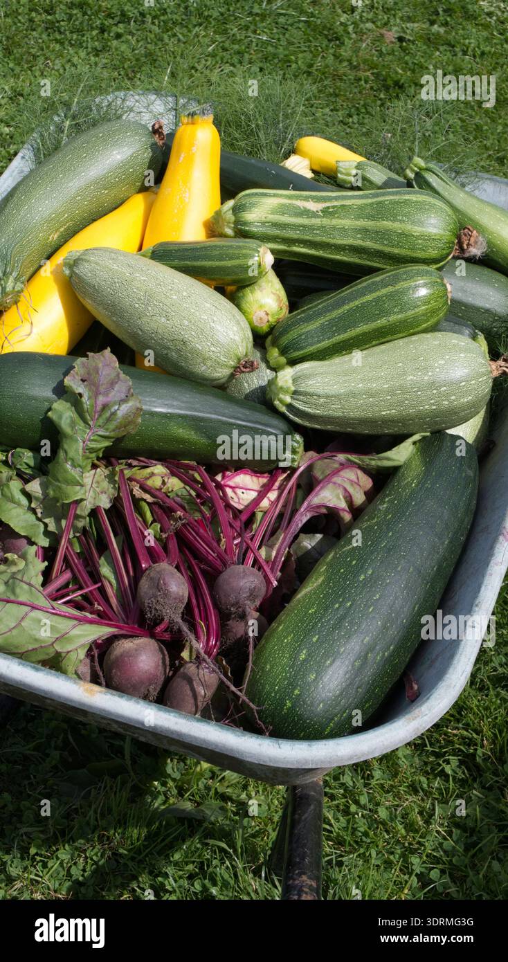 Légumes fraîchement récoltés dans une brouette Banque D'Images