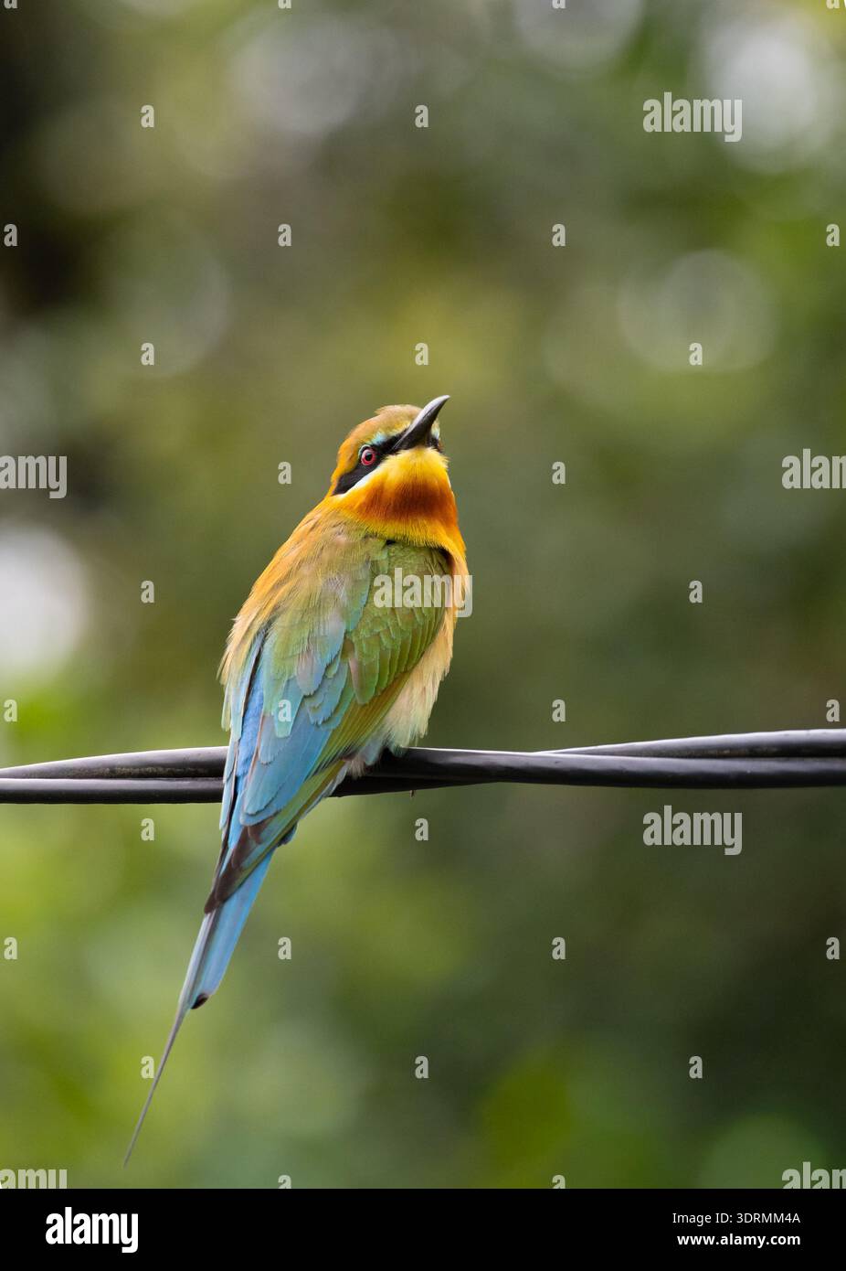 Alamy SEO légende (149 caractères) : un mangeur d'abeilles à queue bleue (Merops philippinus) perché sur une ligne électrique en Malaisie. Utiliser le fil comme un regard de chasse Banque D'Images