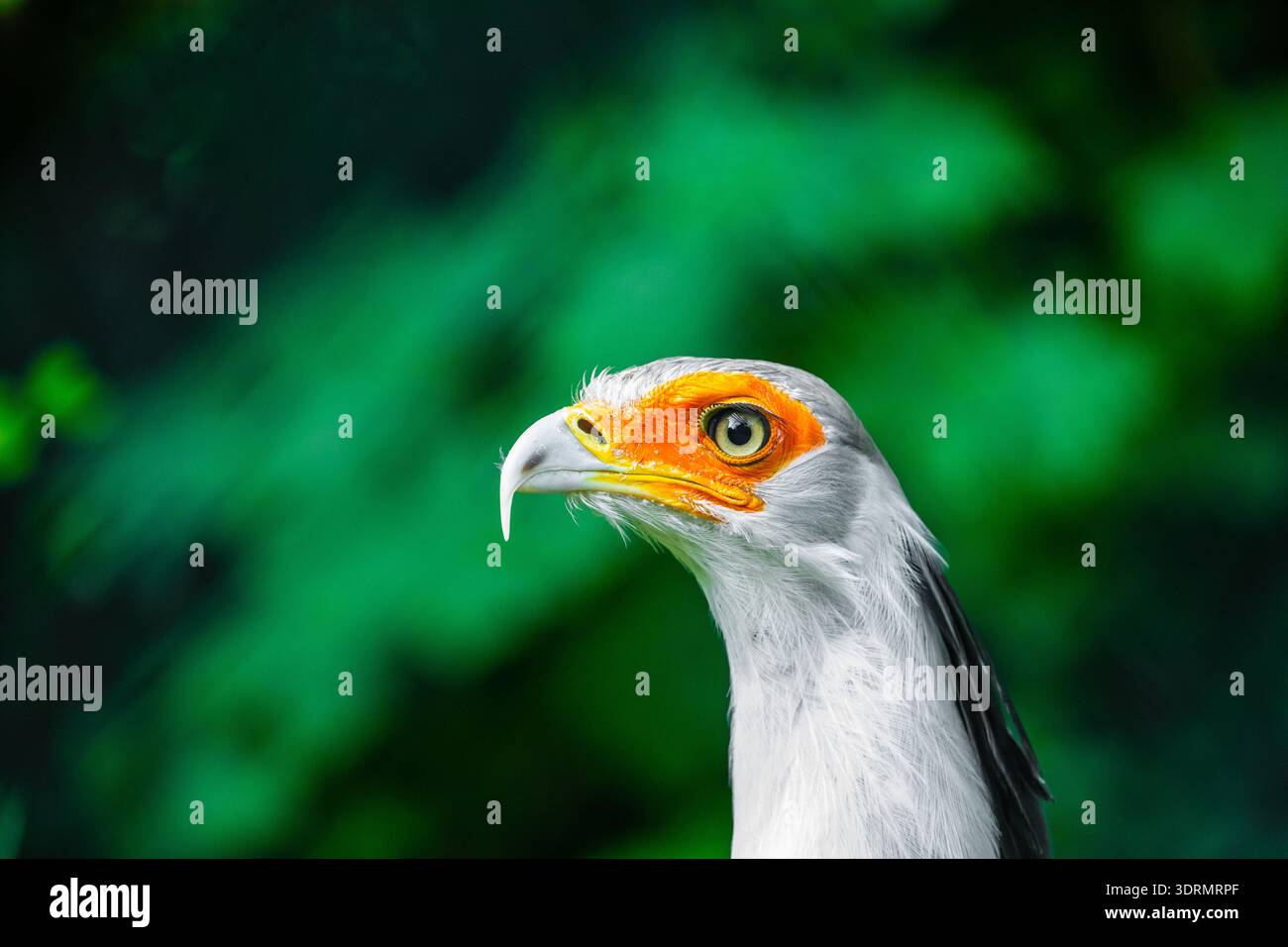 Portrait fascinant Secrétaire Grand oiseau prédateur Banque D'Images