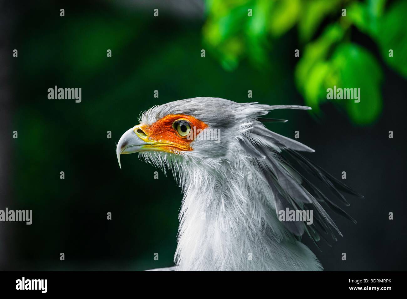 Portrait fascinant Secrétaire Grand oiseau prédateur Banque D'Images