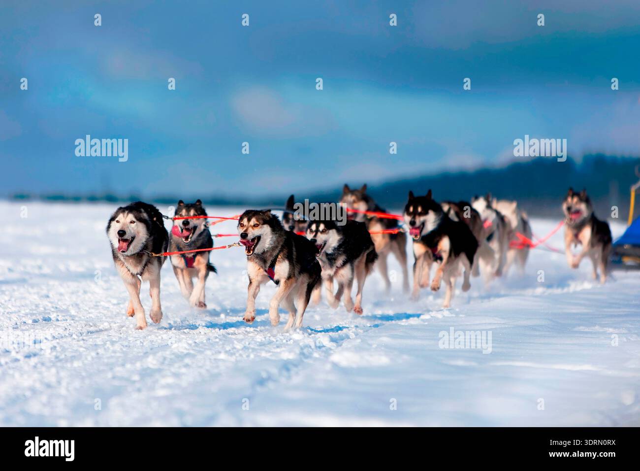 Chiens de traîneau sur la piste de course Banque D'Images