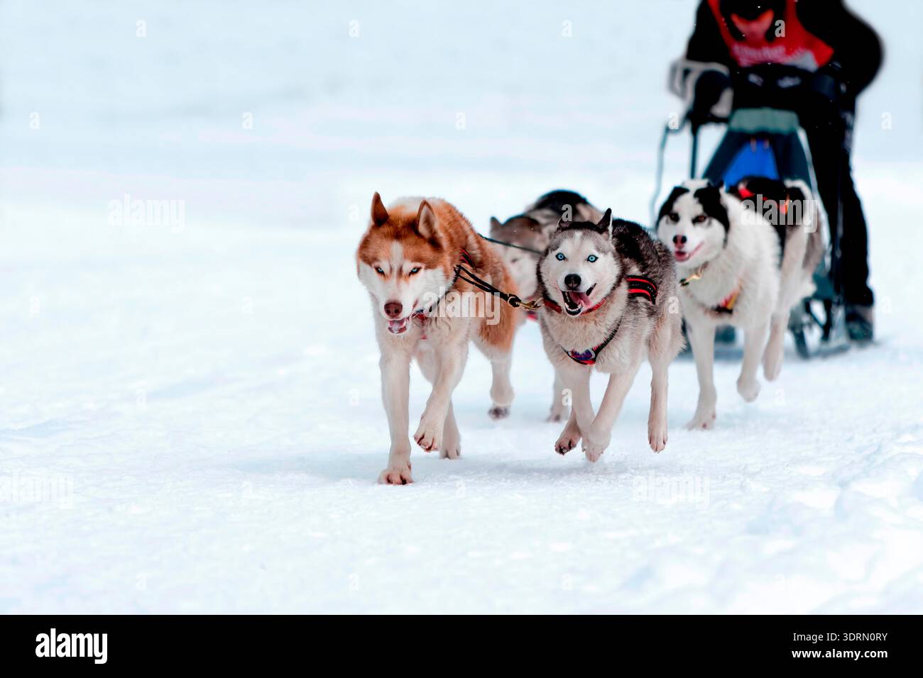 Chiens de traîneau sur la piste de course Banque D'Images