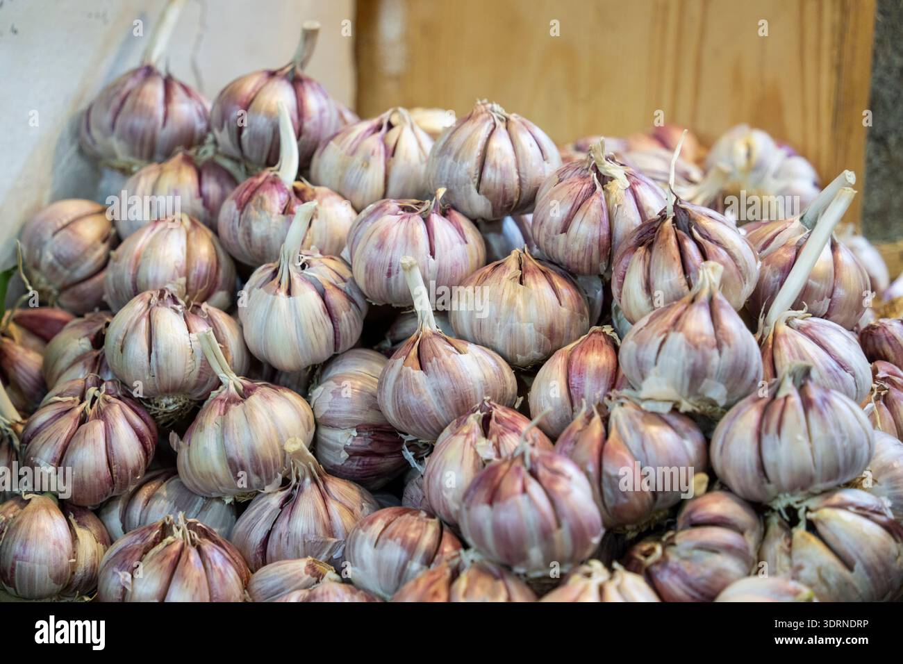 Bouquet de têtes d'ail, marché souk, Tanger, Maroc, Afrique du Nord Banque D'Images