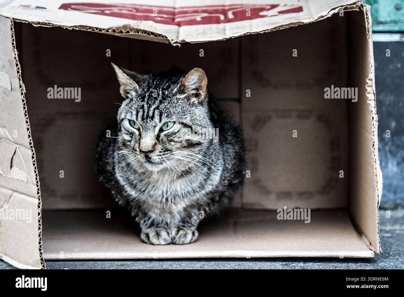 Chat reposant dans une boîte, Tétouan, Maroc, Afrique du Nord Banque D'Images