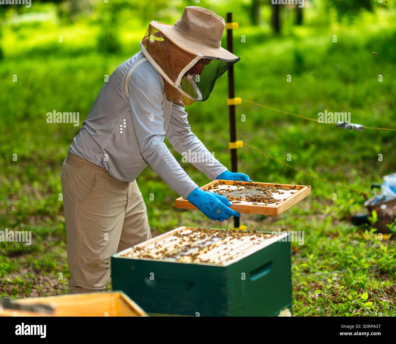 Un apiculteur tient un nid d'abeilles pour inspection, Tewksbury, Hunterdon County, New Jersey Banque D'Images
