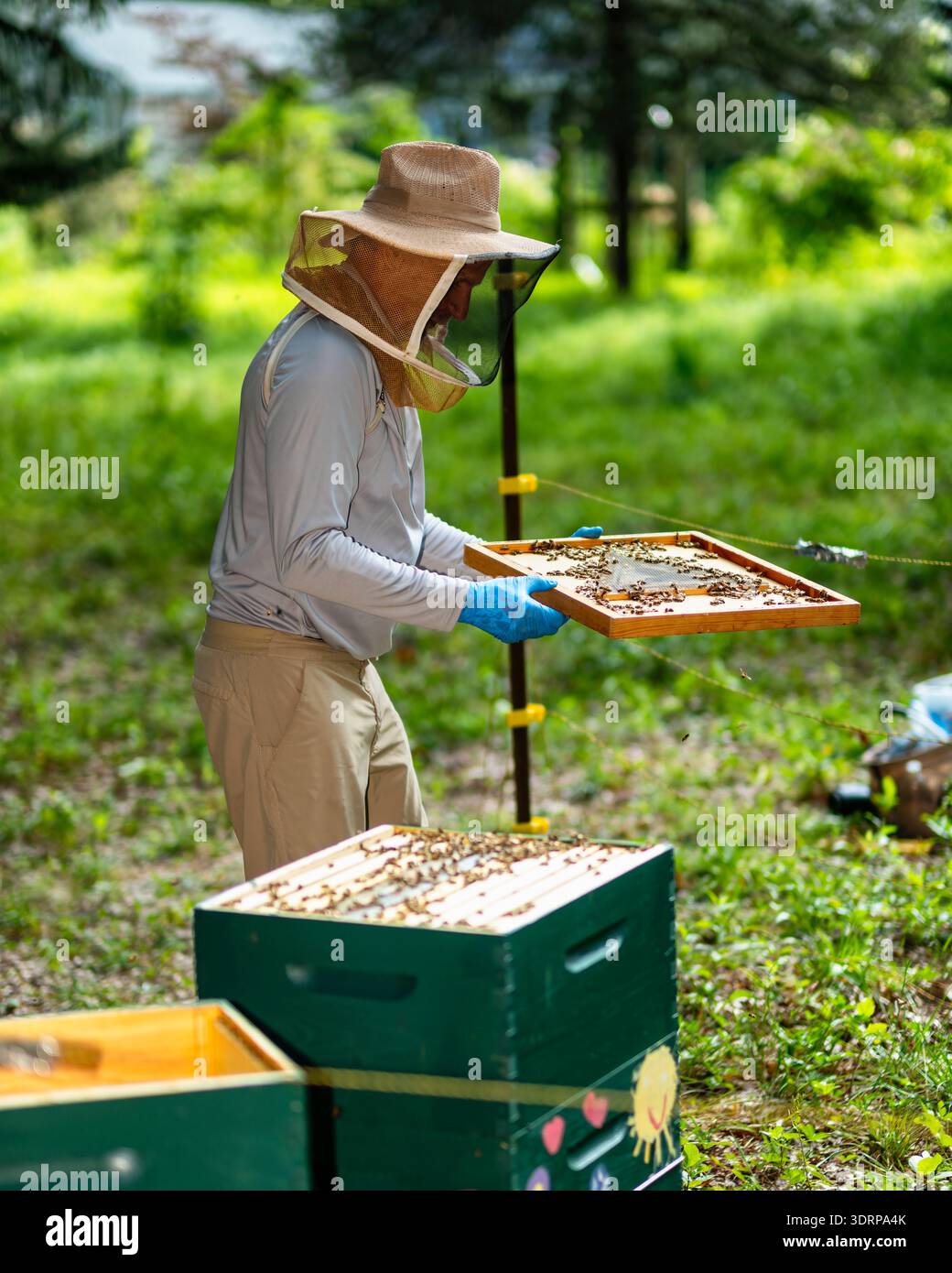 Un apiculteur tient un cadre en nid d'abeille avec des abeilles de miel sur son plat pour inspection, Tewksbury, Hunterdon County, New Jersey Banque D'Images