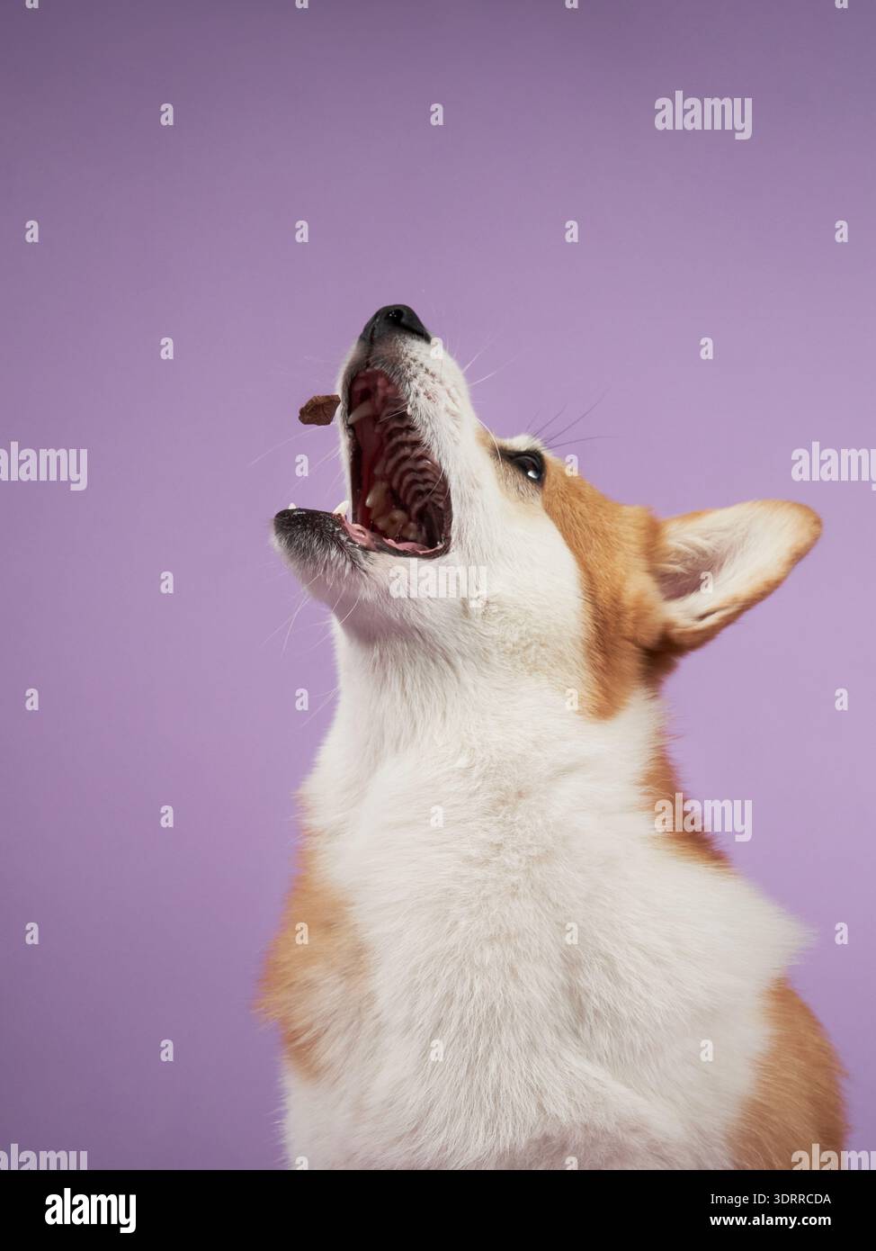 Un Corgi est représenté attrapant une friandise en plein air avec excitation sur fond violet, soulignant son côté ludique. L'image capture le chien Banque D'Images