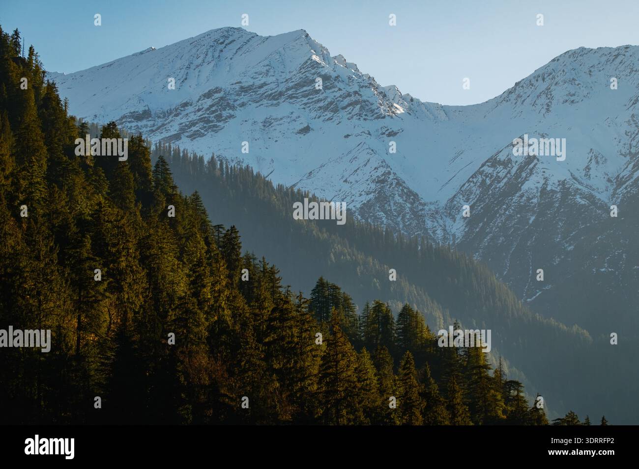 Dense forêt de pins persistants sur une pente de montagne escarpée avec des sommets enneigés en arrière-plan, Himalaya Banque D'Images