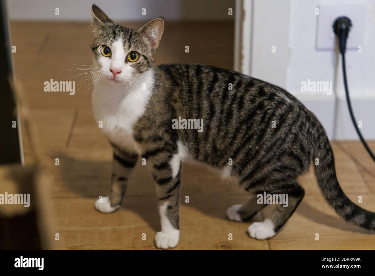 Chat domestique avec une expression curieuse à l'intérieur Banque D'Images