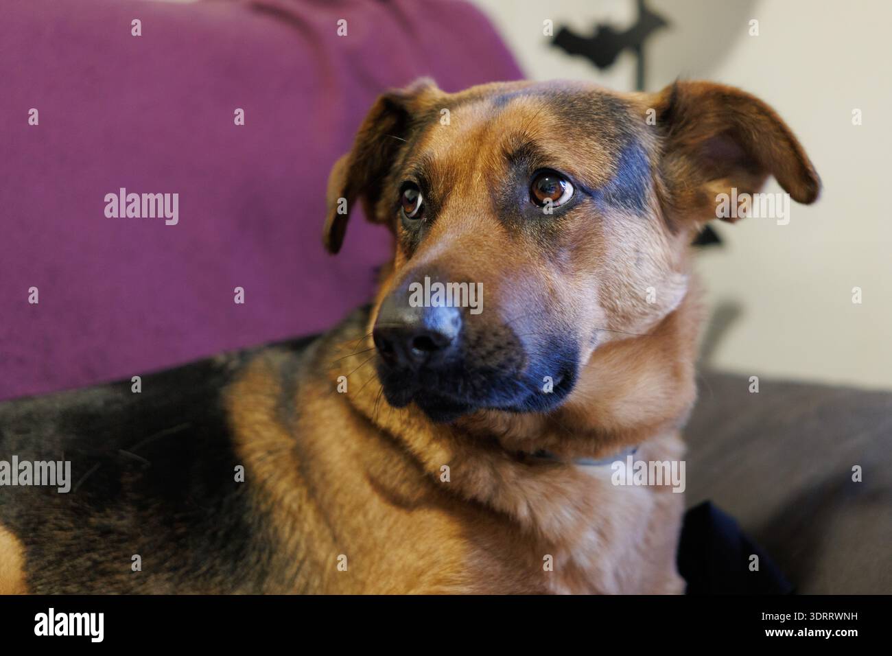 Berger allemand mélange chien avec expression d'alerte, Alcoy, Espagne Banque D'Images