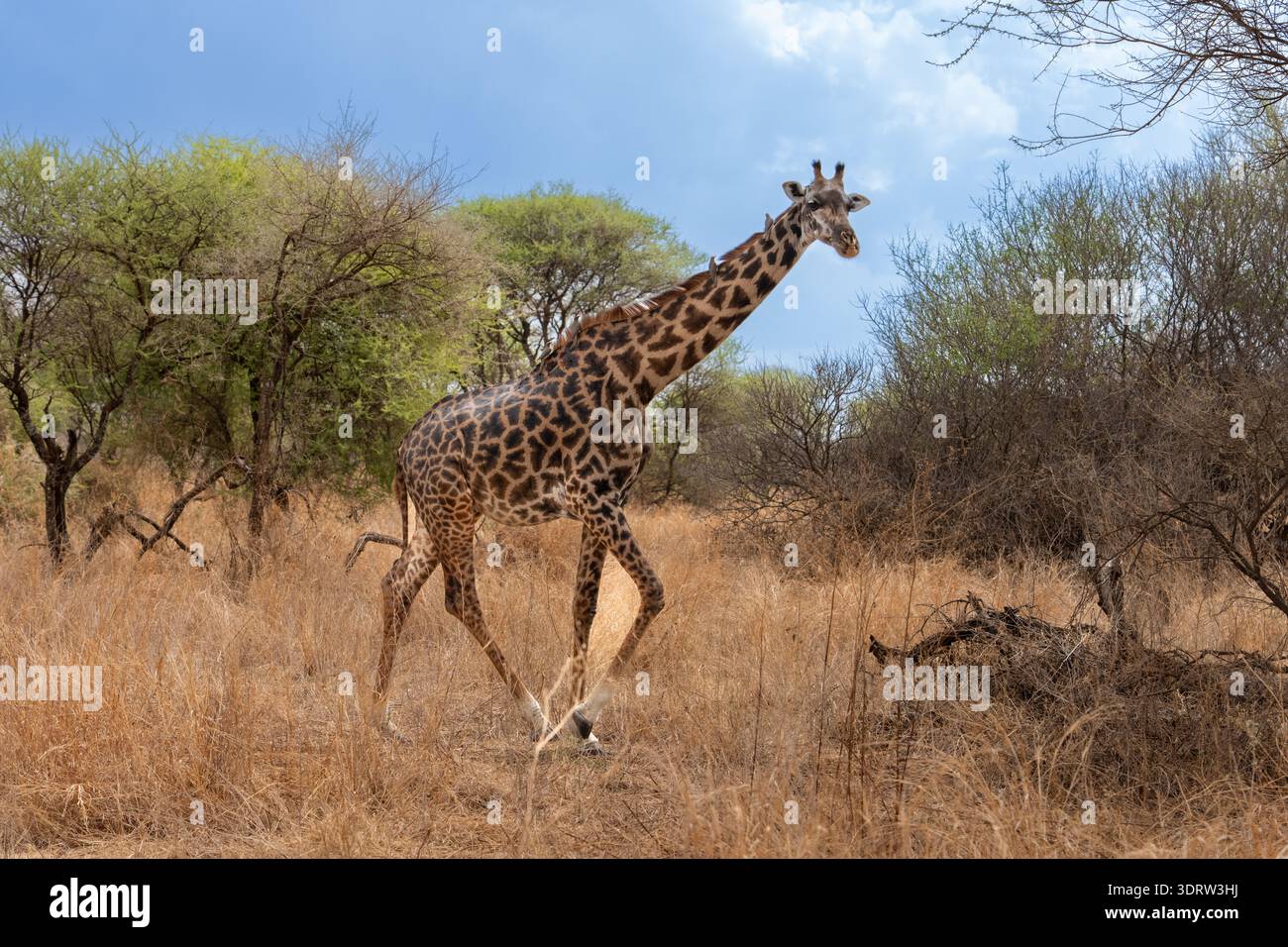 Tête de girafe et long cou apparaissant contre un ciel bleu, plusieurs petits oiseaux de pics perchés sur son cou, symbolisant le mutualisme et la cohabitation naturelle Banque D'Images