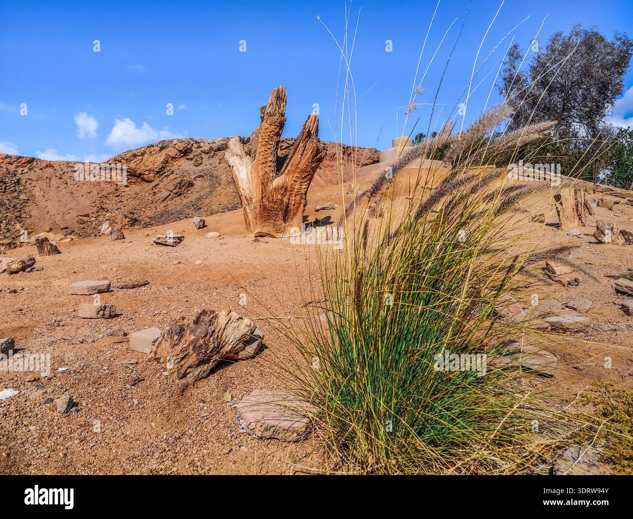 Un buisson d'herbe de Cenchrus setaceus sur fond d'un paysage désertique avec une souche d'arbre sèche. Belle scène du désert du Sinaï près de Sharm E. - Image de stock capturée avec un smartphone