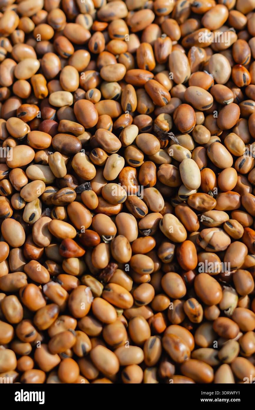 Fèves séchées, texture de légumineuses, palette taupe ambré ocre, ingrédient brut, agriculture saine, toile de fond macro-alimentaire, aliments crus Banque D'Images