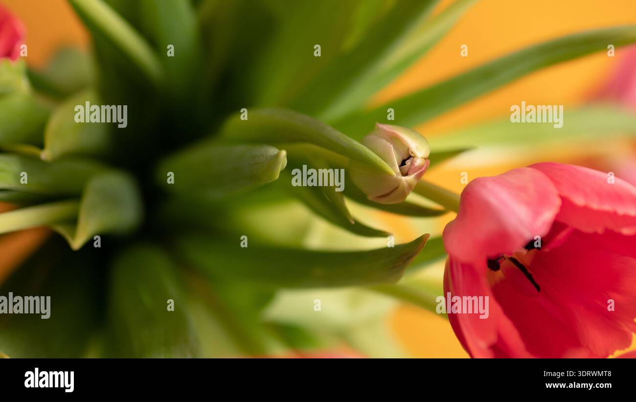 Tulipe rouge avec Bud sur fond chaud Banque D'Images