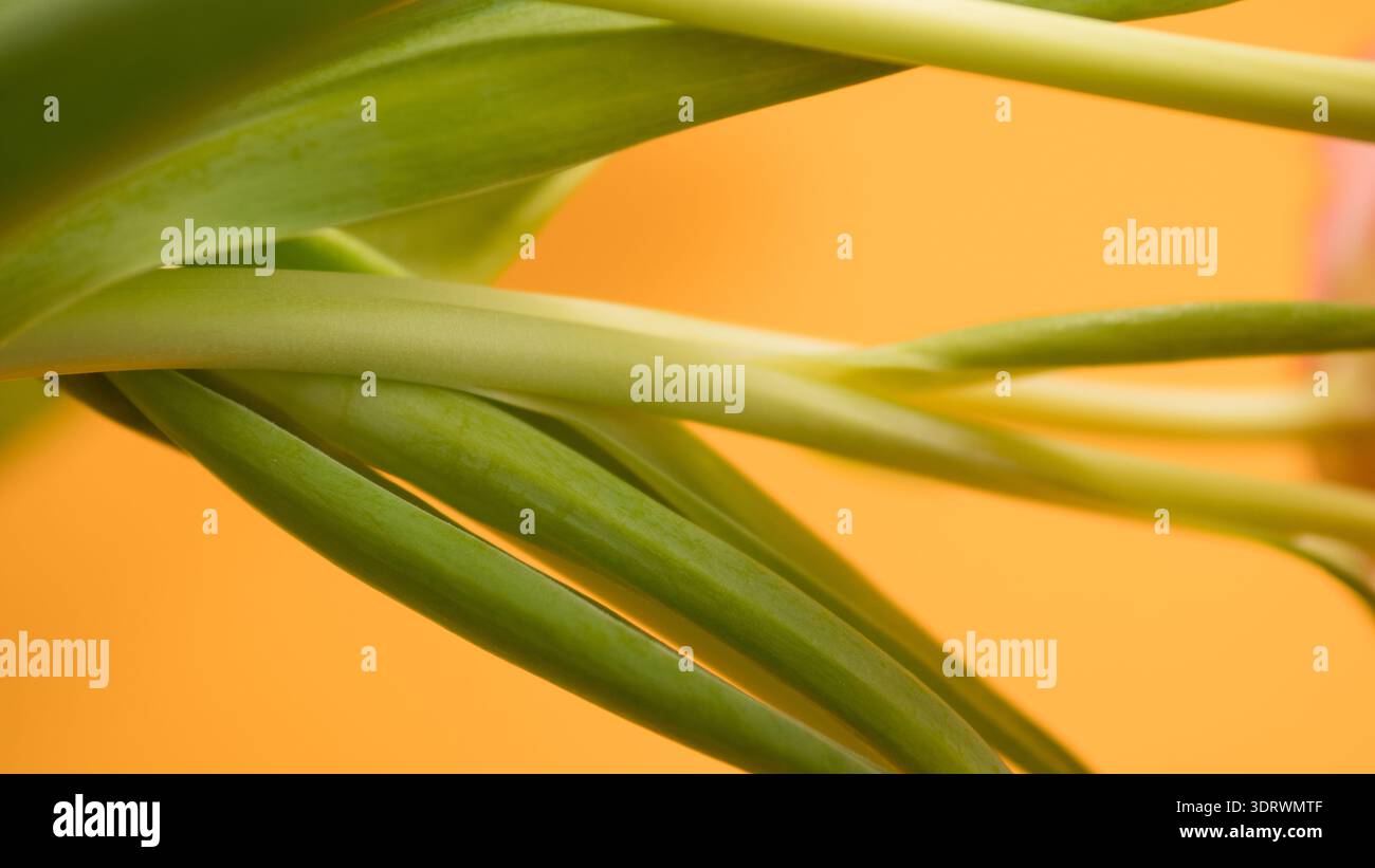 Feuilles de tulipe verte abstraite sur fond chaud Banque D'Images