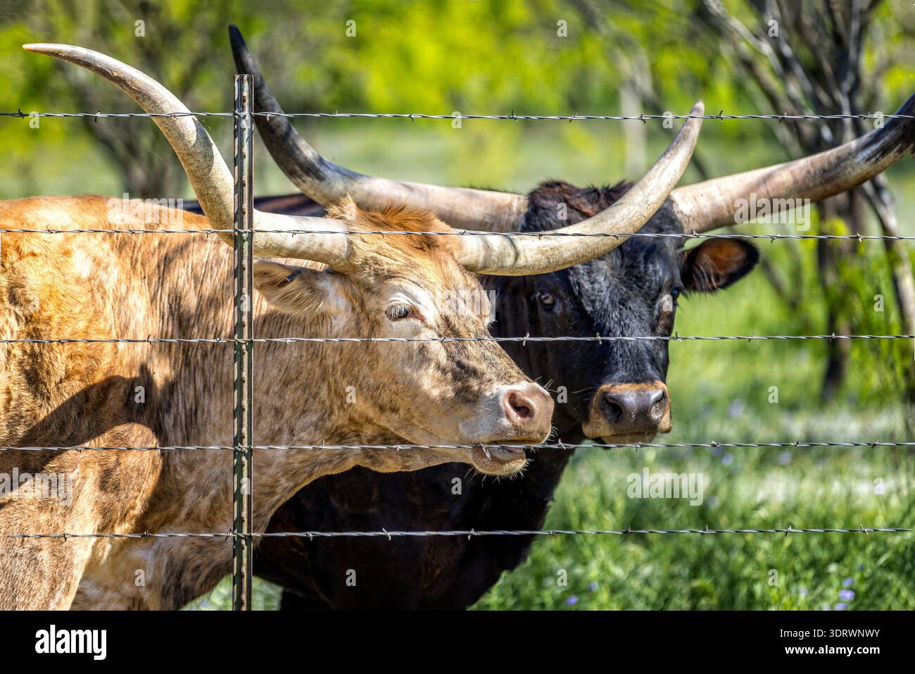 Des vaches longues Texas derrière une clôture de barbelés Banque D'Images