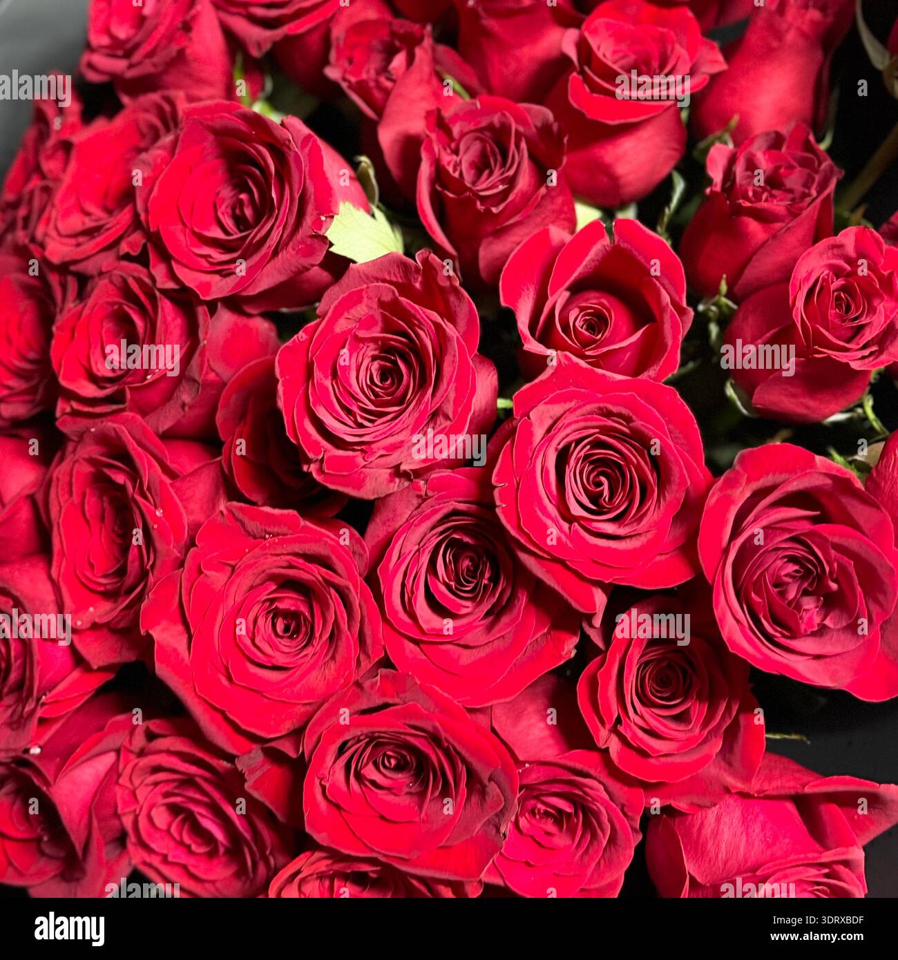 Bouquet de roses rouges de luxe dans la boîte noire, cadeau floral romantique - Image de stock capturée avec un smartphone