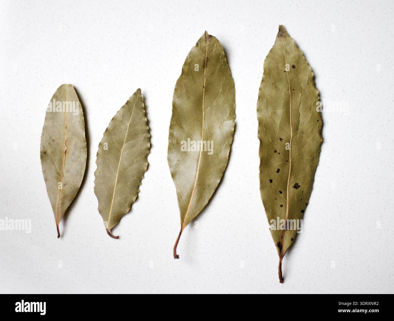 Feuilles de laurier fraîches disposées en une rangée de la plus petite à la plus grande sur un fond blanc. Gros plan montrant la texture, la couleur et le détail, parfait pour culinaire, Banque D'Images