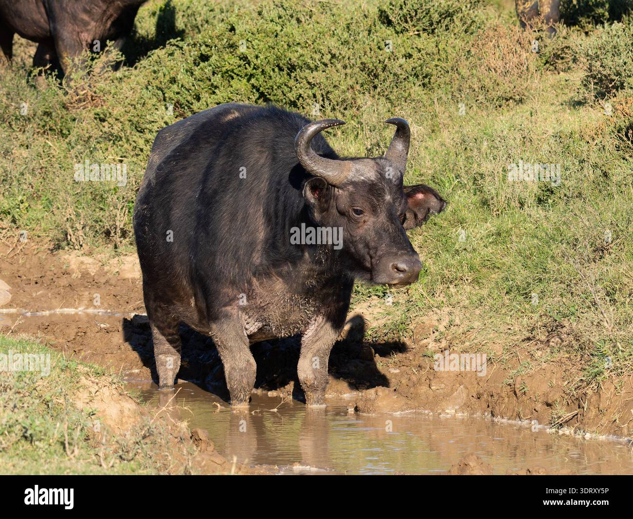 Un buffle africain, Syncerus caffer, debout dans un trou d'eau boueux. Banque D'Images