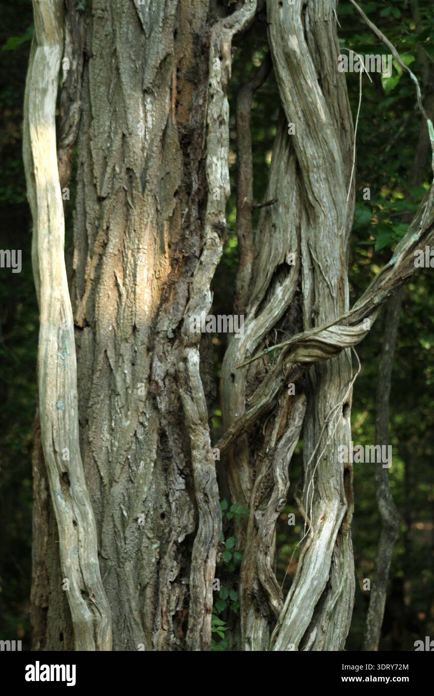Arbre mort, pourri, toujours debout avec de nombreuses vignes séchées attachées au tronc Banque D'Images