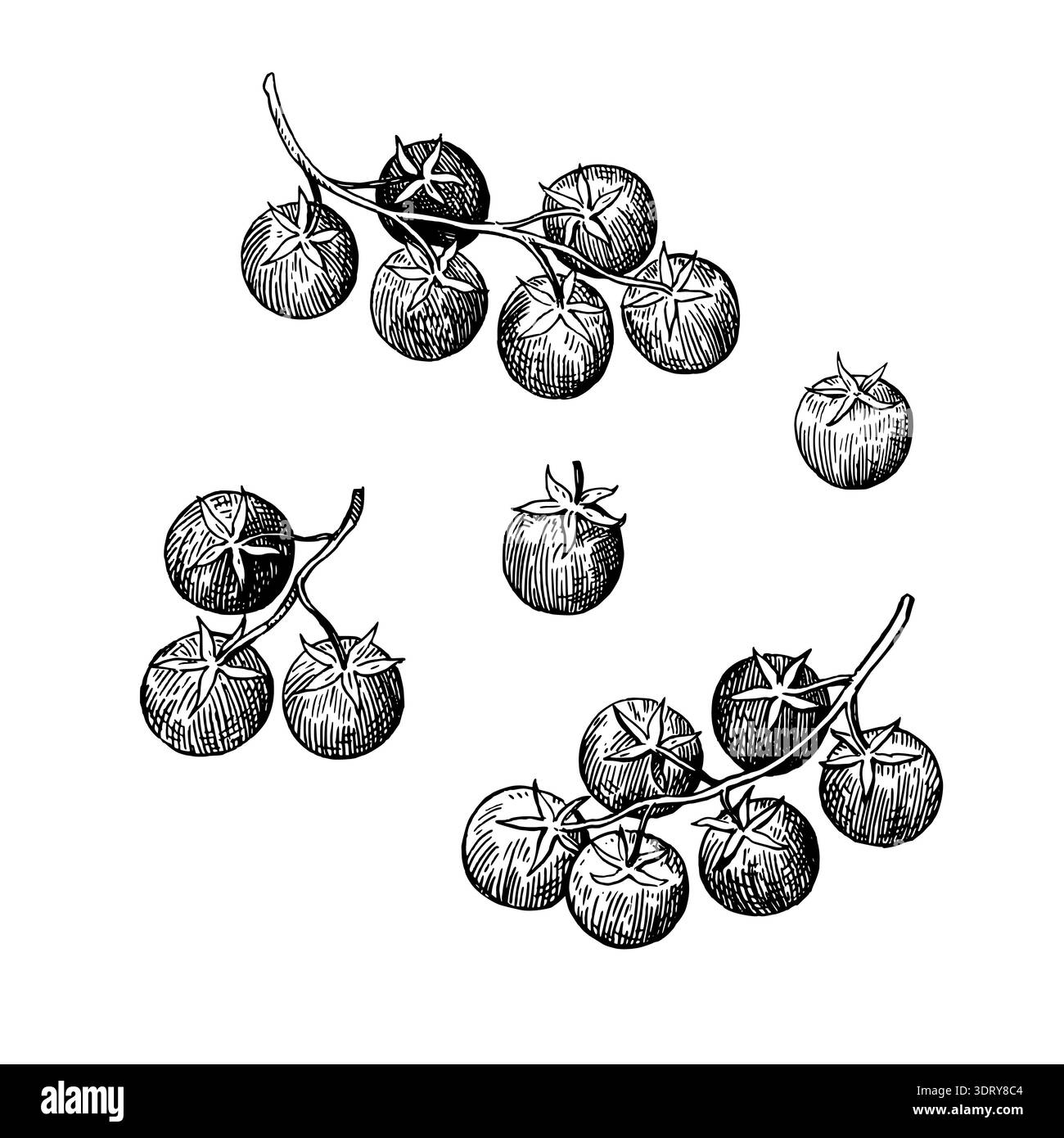 Grappes et tomates cerises simples. Croquis à l'encre dessiné à la main dans un style rétro. Illustration de Vecteur