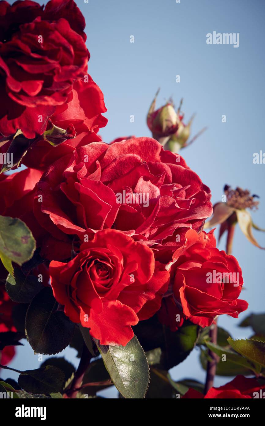 Roses rouges un jour ensoleillé d'été Banque D'Images