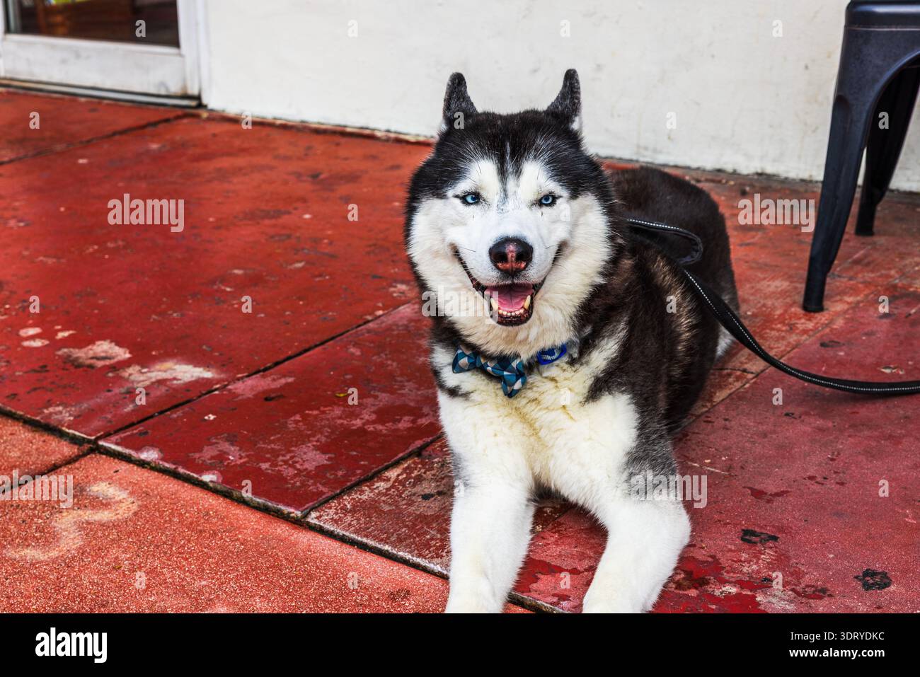 Vue rapprochée du Husky sibérien avec les yeux bleus couchés sur le trottoir rouge. Miami Beach. ÉTATS-UNIS. Banque D'Images
