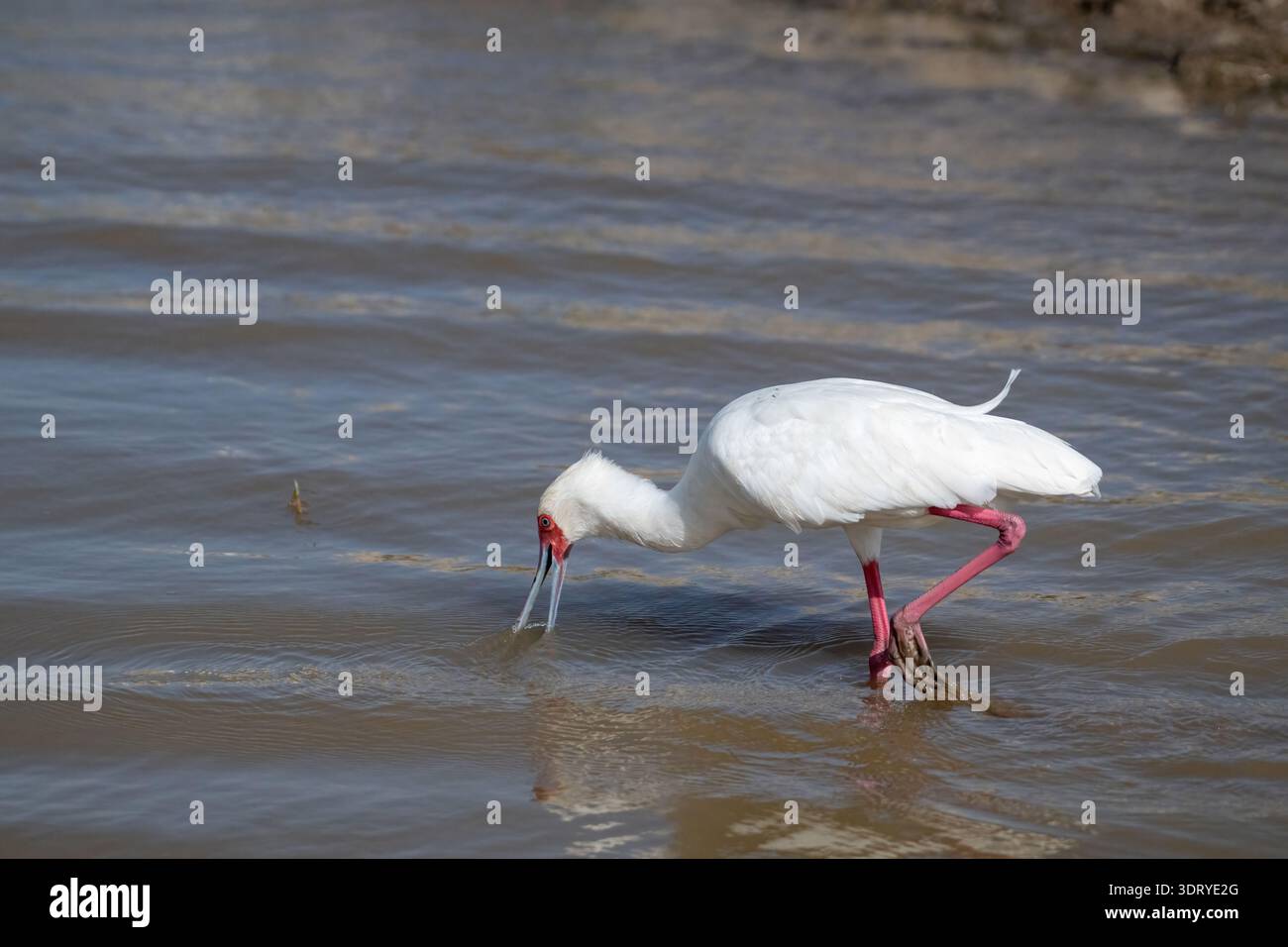 Bec de cuillère africain (Platalea alba), buvant pour les adultes pour la nourriture Banque D'Images