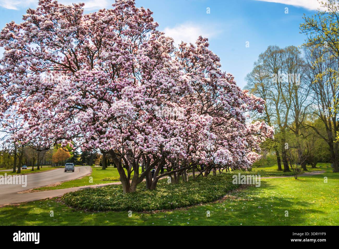 pleine floraison de magnolia dans le parc Banque D'Images
