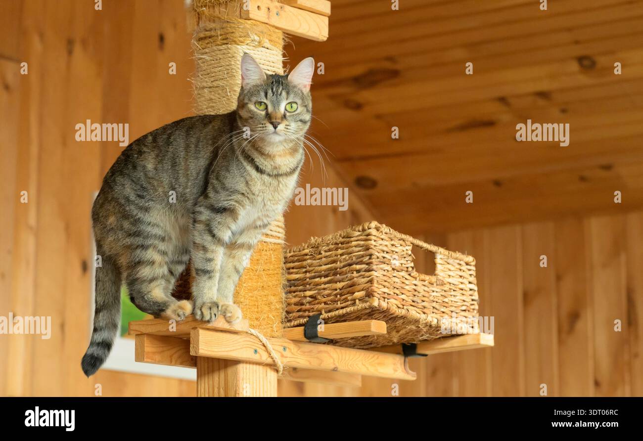 Torbie, ou un chat tabby tortie sur un grand arbre à chat Banque D'Images