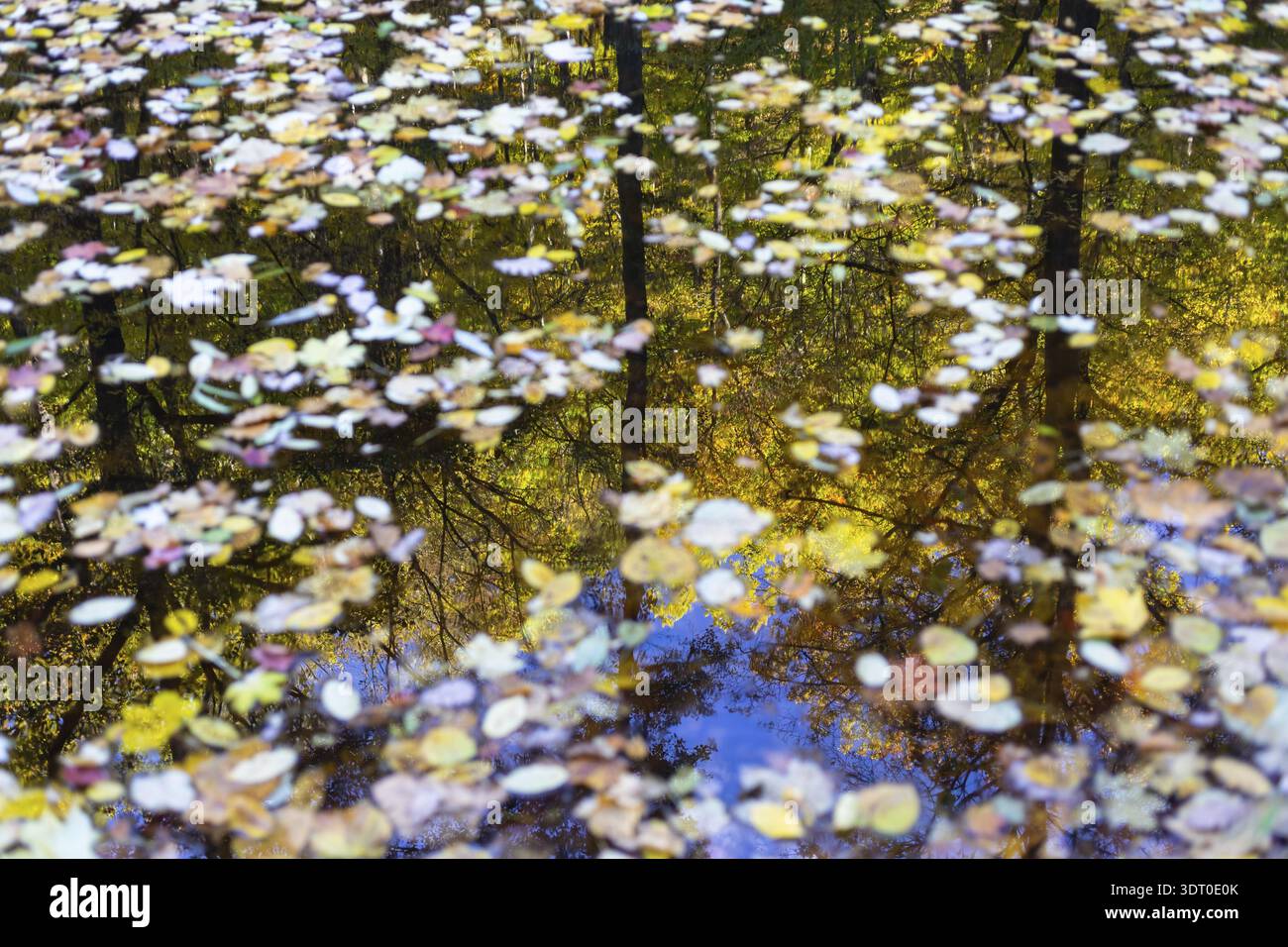 Feuilles d'automne colorées sur un plan d'eau reflétant la forêt d'automne environnante, Taennichgrund, Dresde, Saxe, Allemagne Banque D'Images