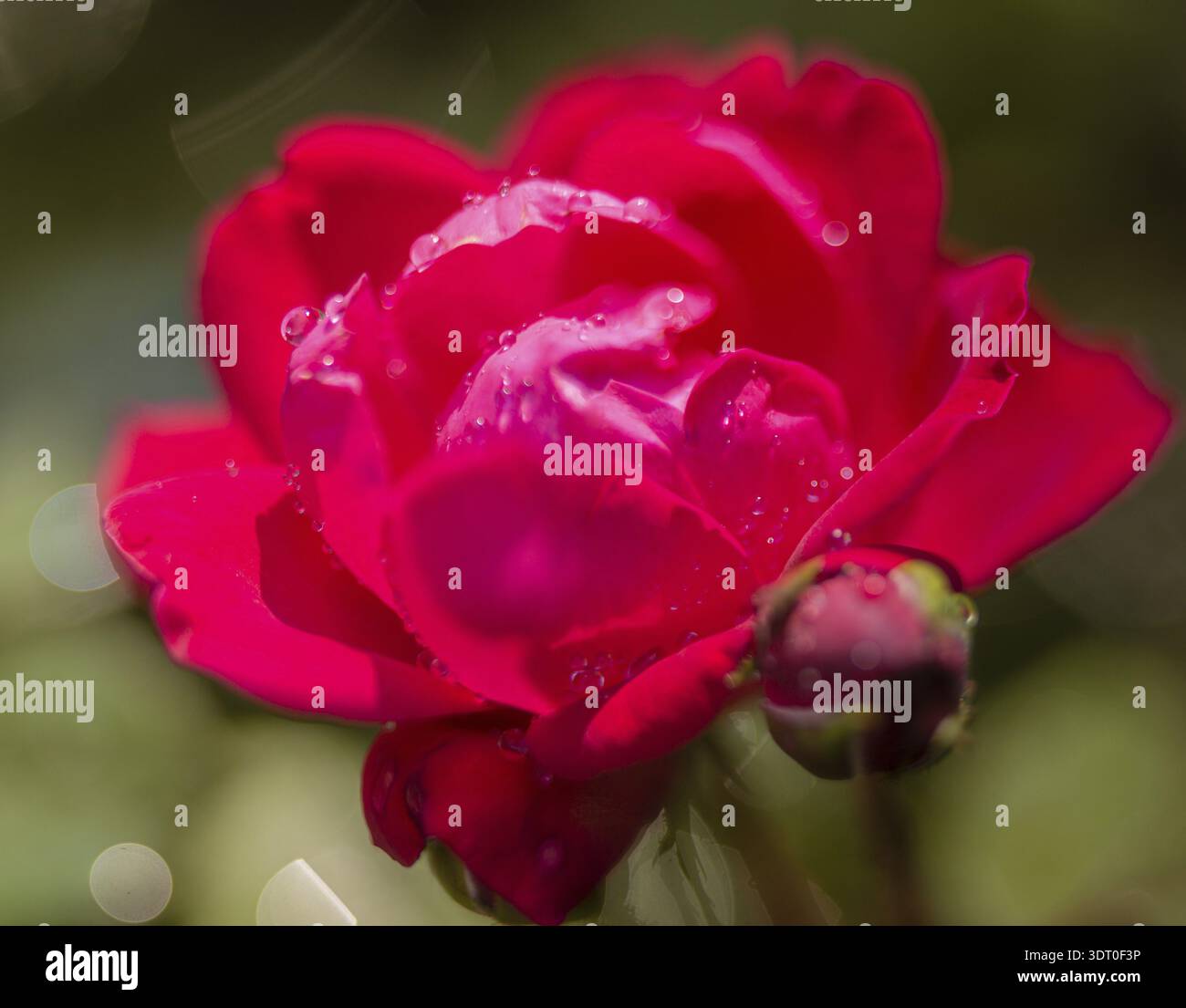 Rose rouge foncé macro avec des gouttelettes d'eau Banque D'Images