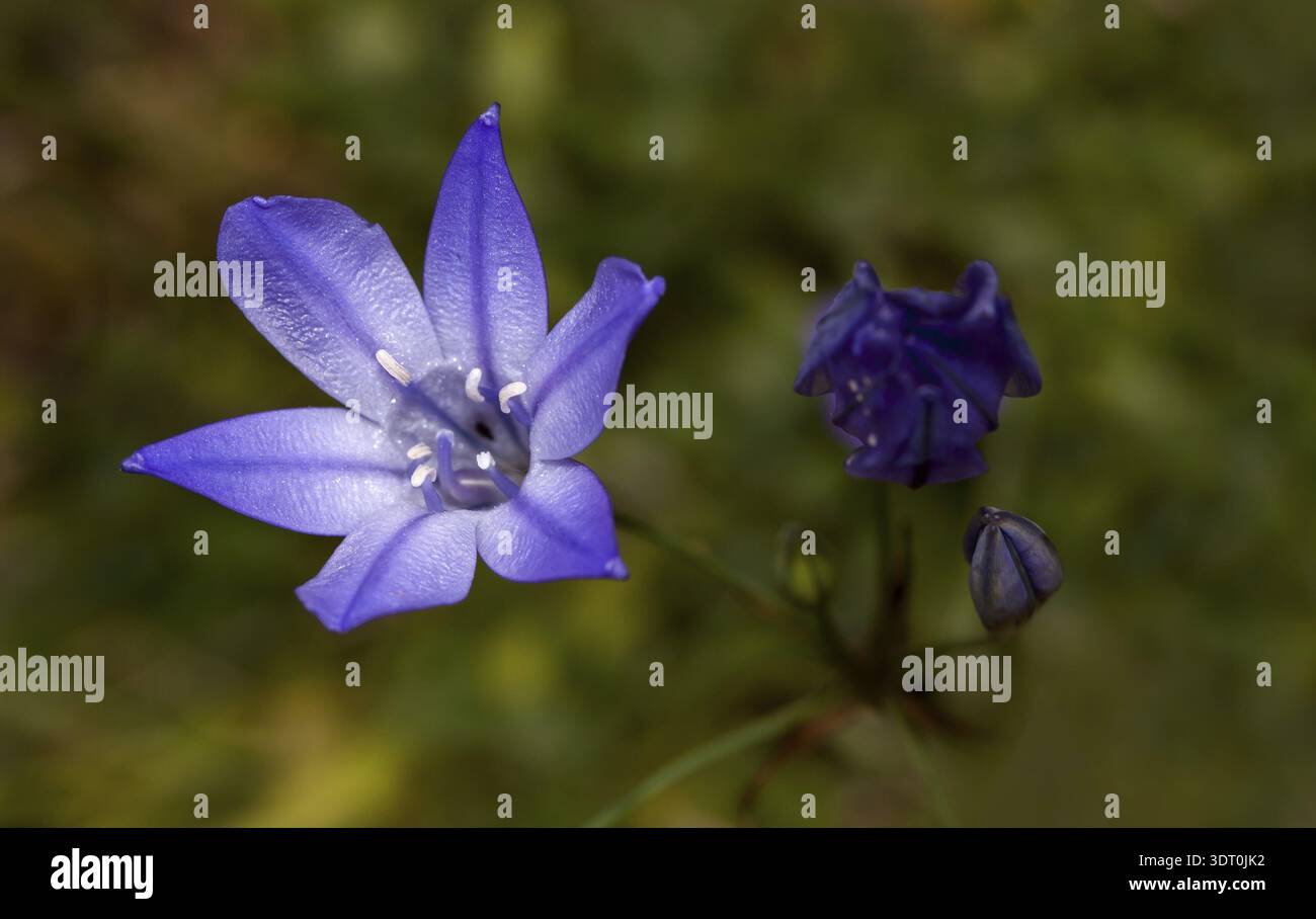 Bleu Triteleie Triteleia laxa Banque D'Images