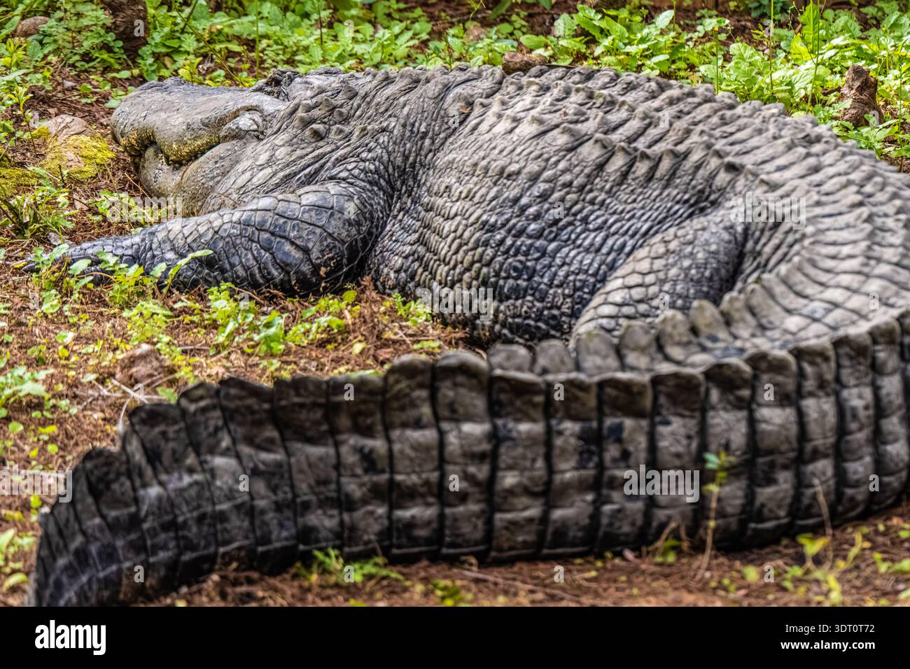 Grand alligator américain (Alligator mississippiensis) au zoo et aux jardins botaniques de Jacksonville, en Floride. (ÉTATS-UNIS) Banque D'Images
