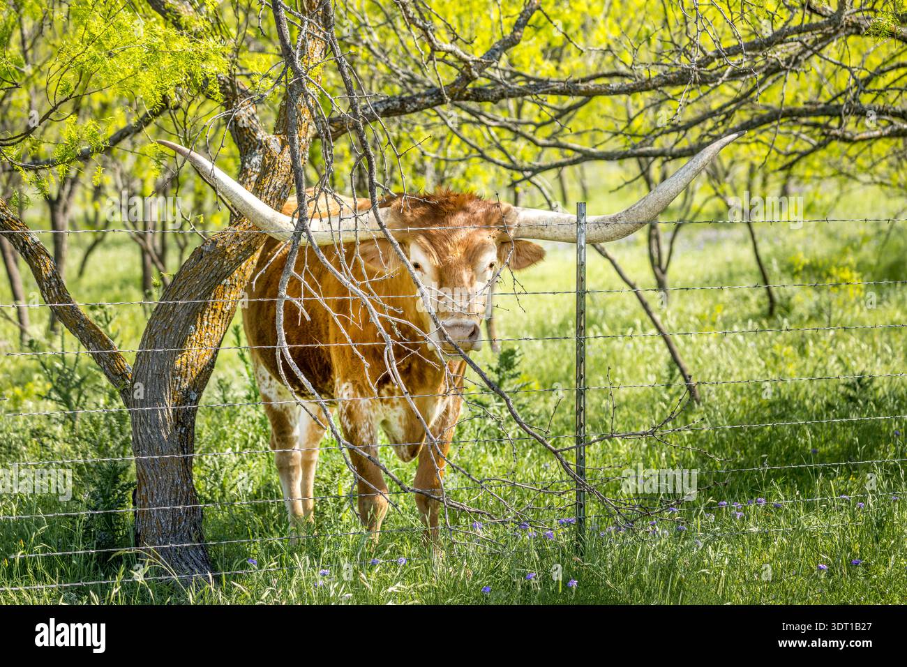 Vache longhorn Texas derrière une clôture de barbelés Banque D'Images
