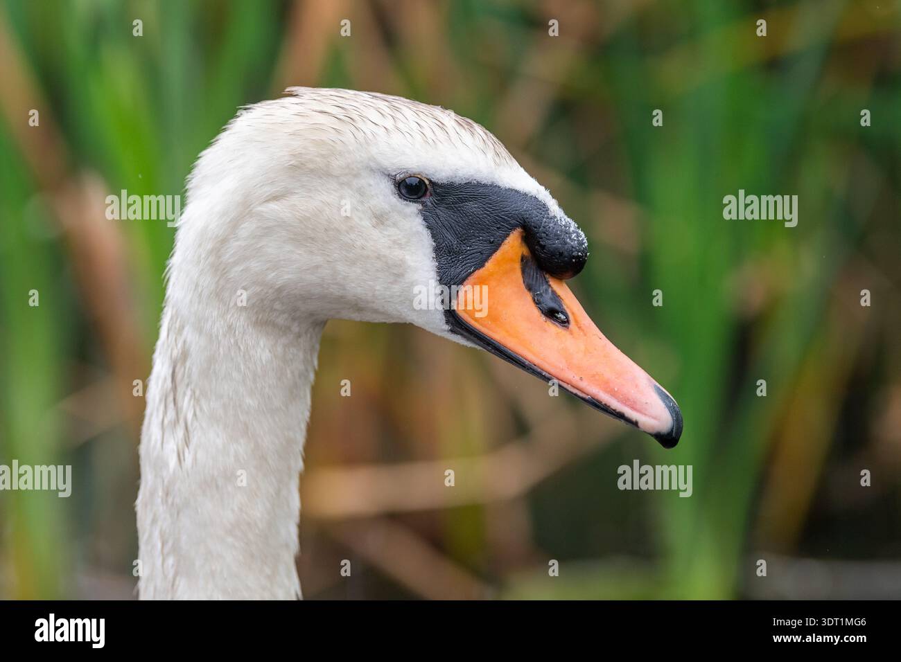 Swan (Cygnus) nage un jour couvert au lac Dunmanway, West Cork, Irlande. Banque D'Images