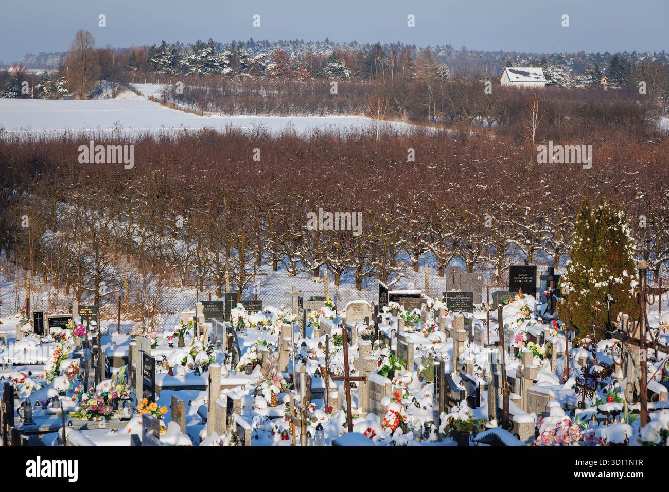 Rogow, Pologne - 14 décembre 2022 : verger de pommiers et cimetière pendant l'hiver à Rogow, province de Lodz Banque D'Images