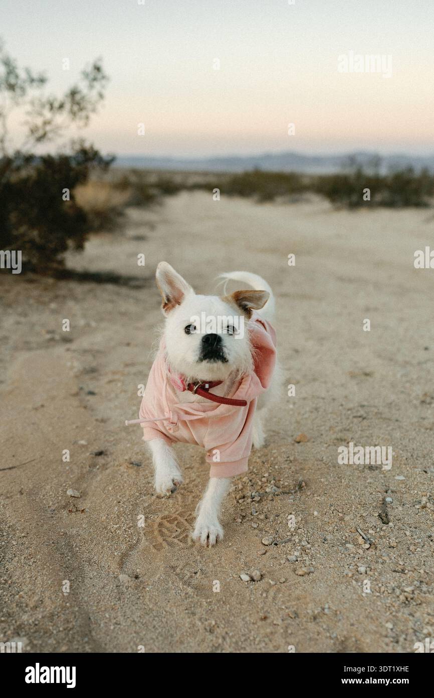 Petit chien blanc en sweat à capuche rose marchant sur le sentier du désert Banque D'Images