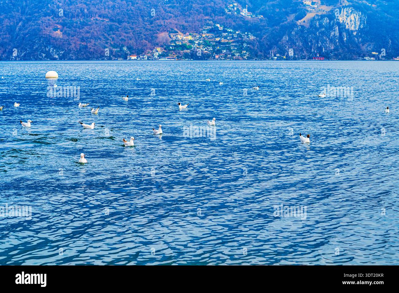 Mouettes flottant et glissant sur la surface chatoyante du lac de Lugano, Tessin, Suisse Banque D'Images