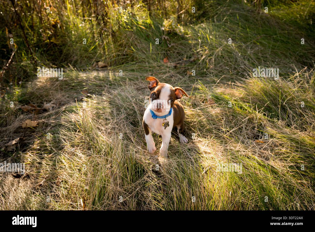 Le petit chien terrier marron et blanc de Boston soulève la patte Banque D'Images