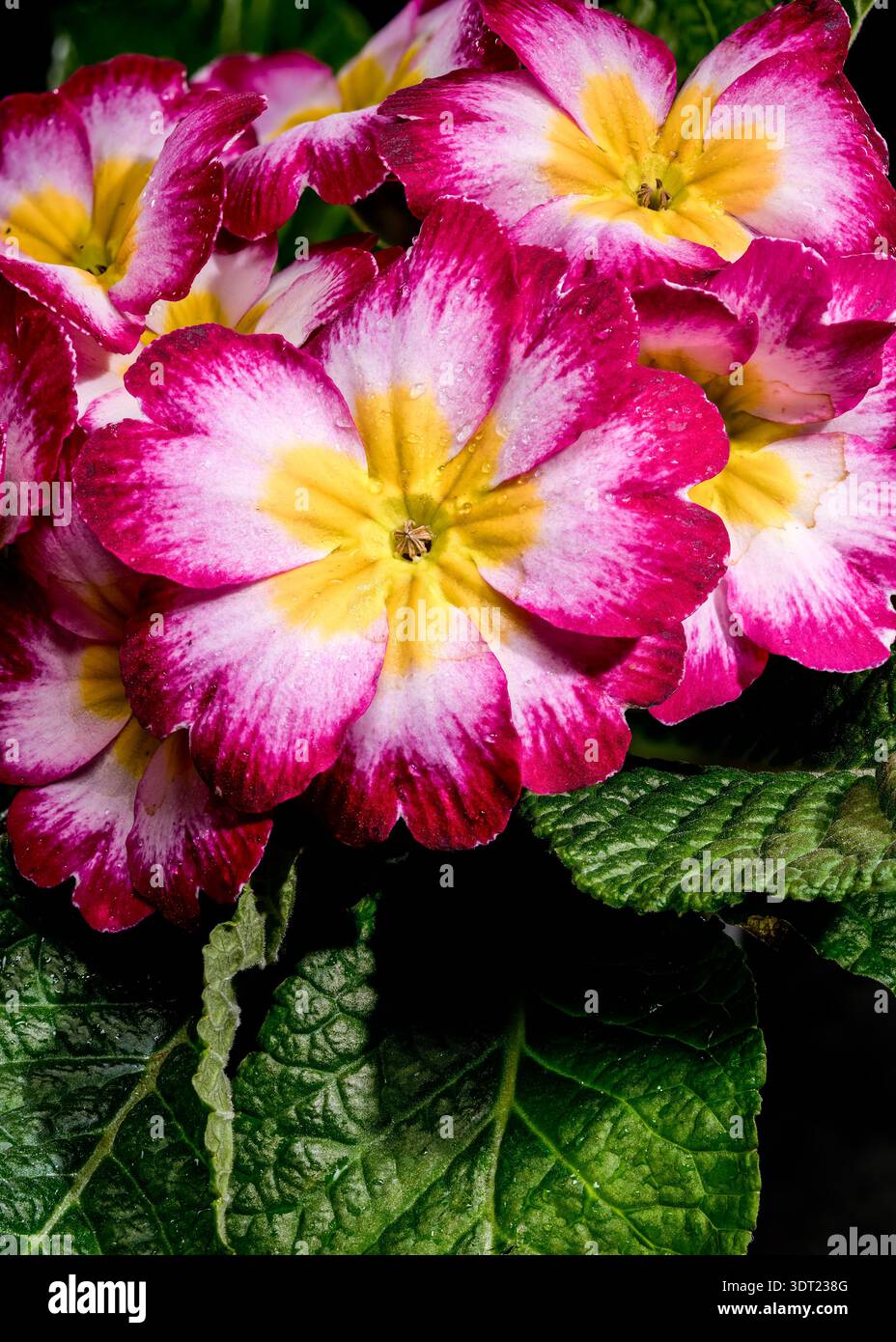 Fleurs d'Primrose rose rose et jaune vibrantes avec des feuilles vertes Banque D'Images