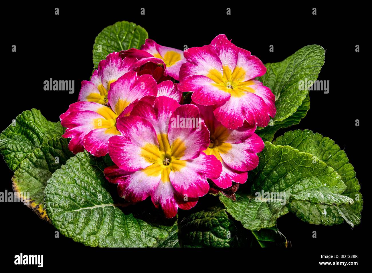 Fleurs d'Primrose rose rose et jaune vibrantes avec des feuilles vertes Banque D'Images